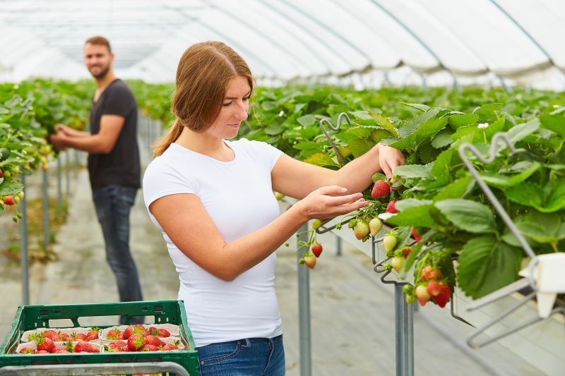 Obst- und Gemüsegärtner versorgen nicht nur mit gesunden und leckeren Lebensmitteln, sondern kennen auch jede Menge verrückte Fakten über Pflanzen.
