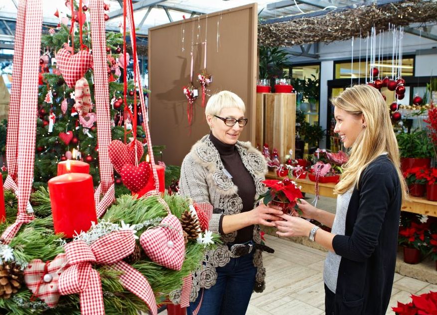 Für festliche Stimmung sorgen Gärtnereien mit ihren Adventsausstellungen. Blühpflanzen dürfen dabei nicht fehlen.