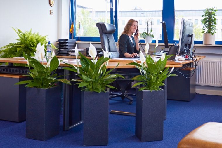 Zimmerpflanzen können auch Wohlbefinden und Produktivität steigern.