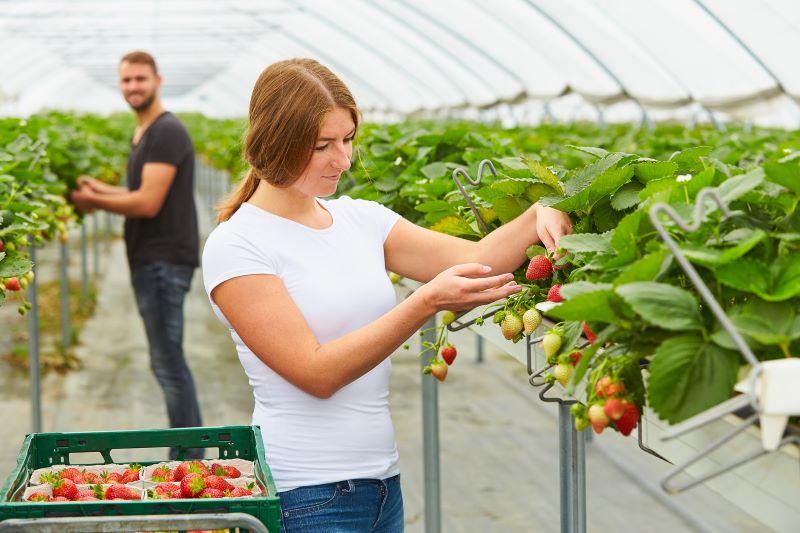 Obst- und Gemüsegärtner versorgen nicht nur mit gesunden und leckeren Lebensmitteln, sondern kennen auch jede Menge verrückte Fakten über Pflanzen.